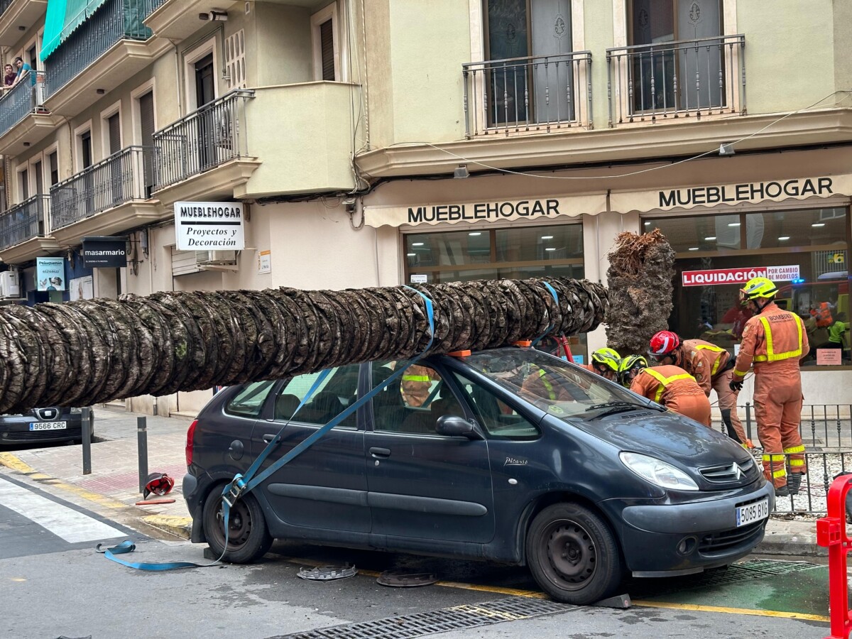 Caída palmera Torrent